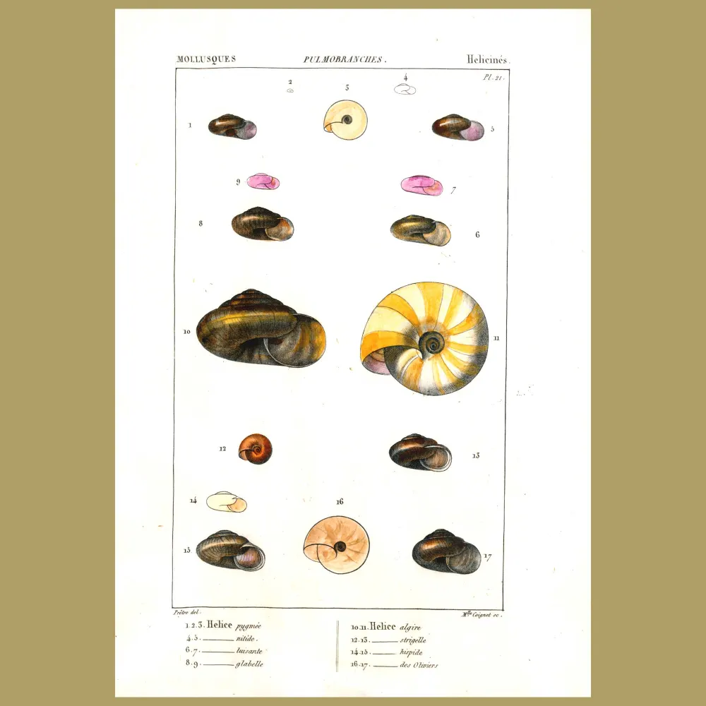 Antique print. Helix Shells