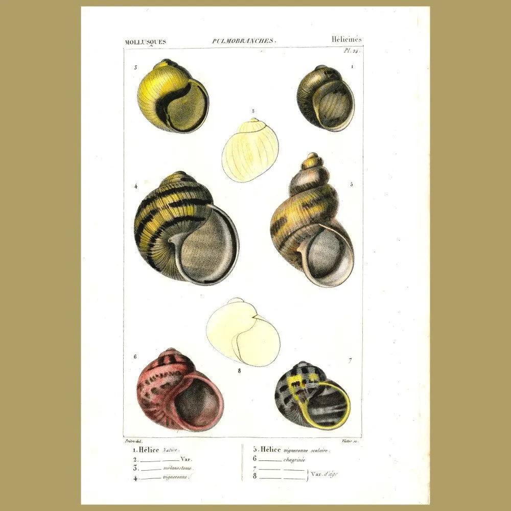 Antique print. Helix Shells