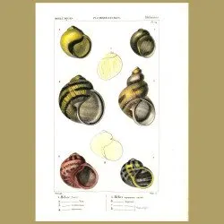 Helix Shells
