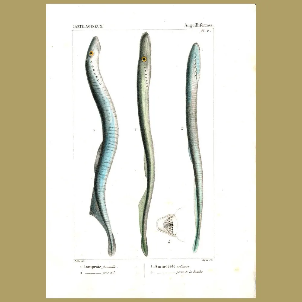 Antique print. Lamprey Eels