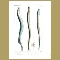Lamprey Eels