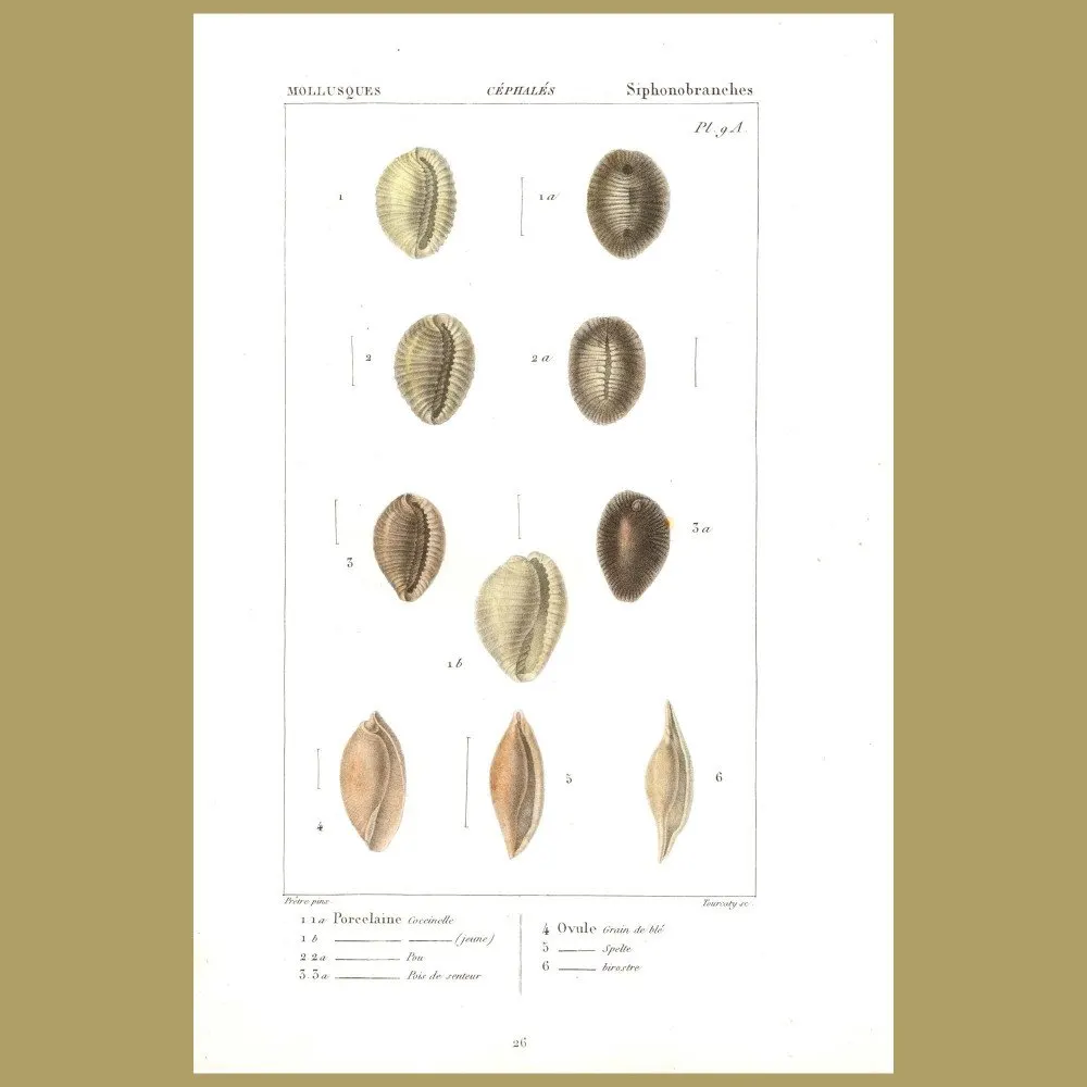 Antique print. Porcelain Cowrie Shells