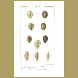 Porcelain Cowrie Shells