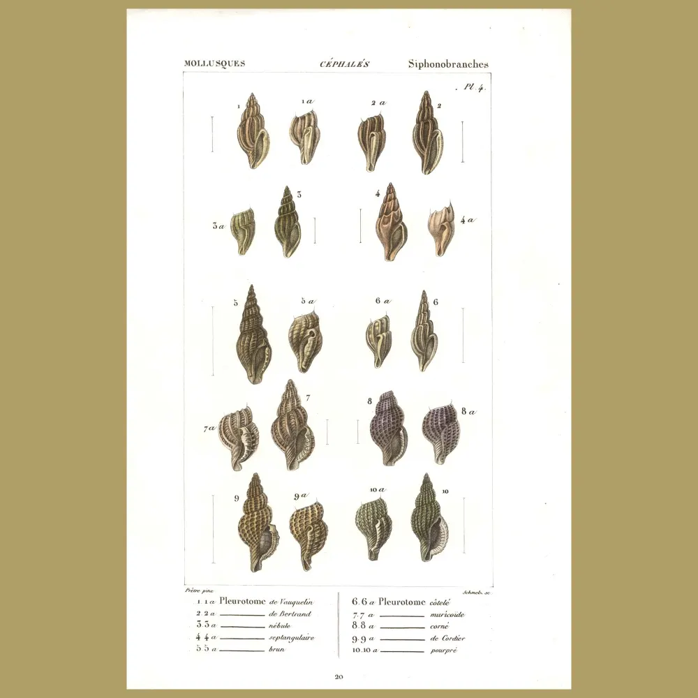 Antique print. Plerotome Shells