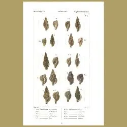 Plerotome Shells