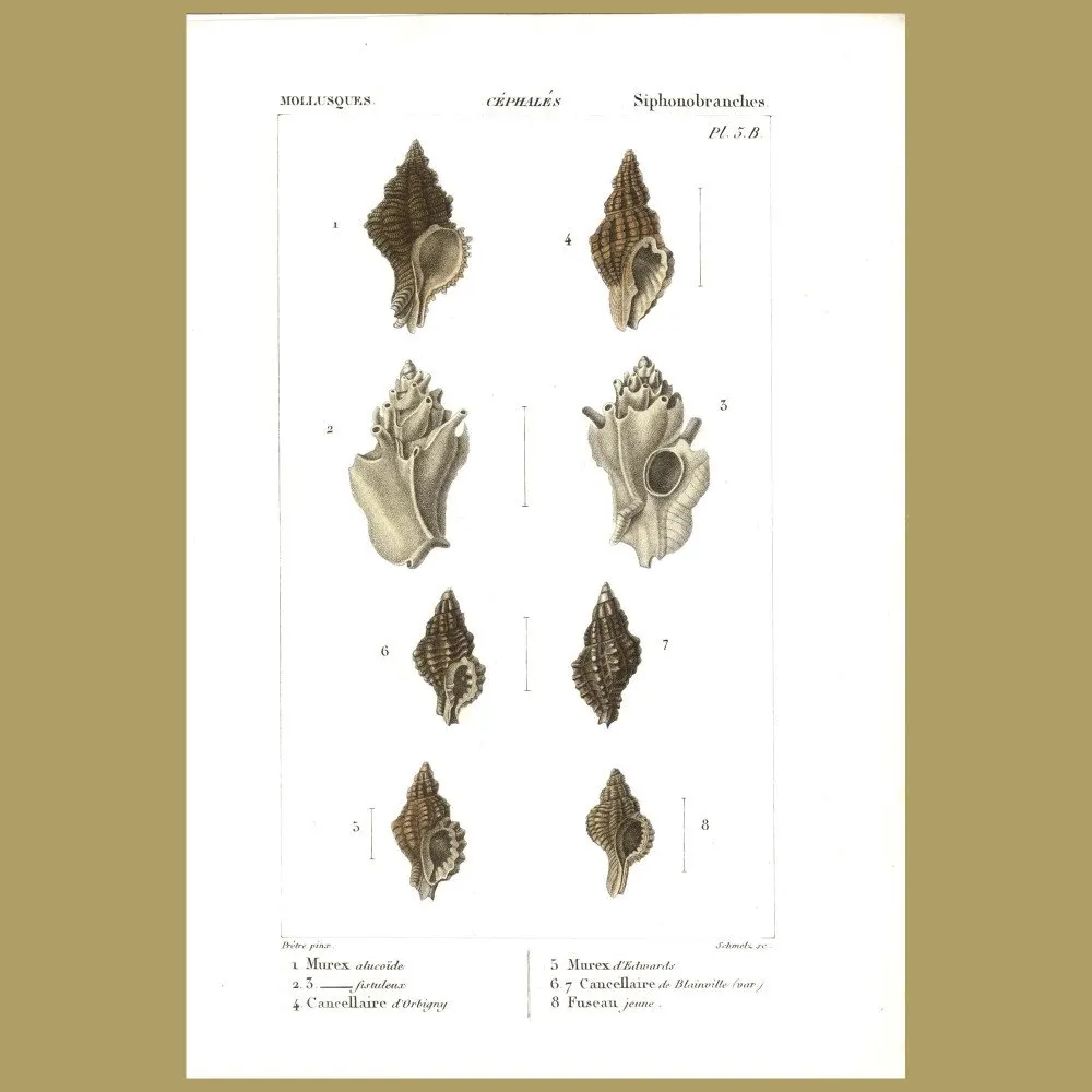 Antique print. Murex Shells