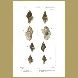 Murex Shells