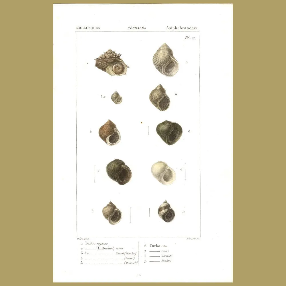 Antique print. Turbo Shells