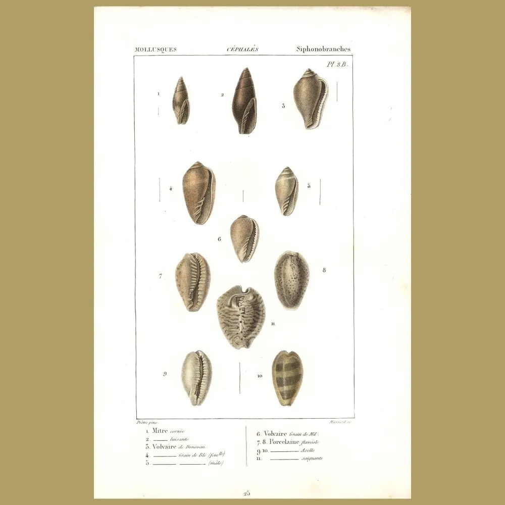 Antique print. Mitre, Volvaire And Porcelain Shells