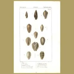 Mitre, Volvaire And Porcelain Shells