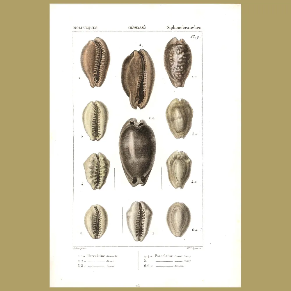 Antique print. Porcelain Cowrie Shells