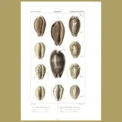 Porcelain Cowrie Shells