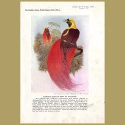 Marquis Raggi's Bird Of Paradise