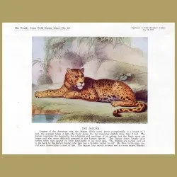 The Jaguar