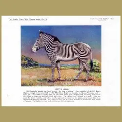 Grevy's Zebra