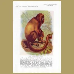 The Red Howler Monkey