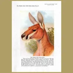 The Great Red Kangaroo