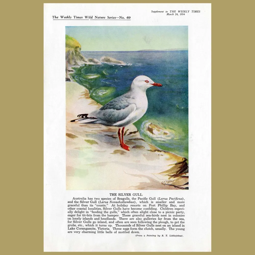Antique print. The Silver Gull