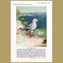 The Silver Gull