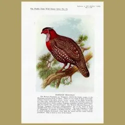 Hasting’s Tragopan