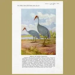 Brolga Crane or Native Companion
