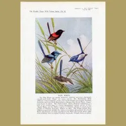 Blue Wrens. Red-backed, Black-backed, White-winged and Lovely Wren