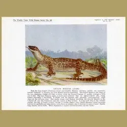 Gould’s Monitor Lizard