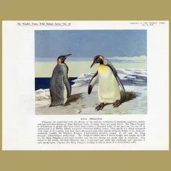 King Penguins