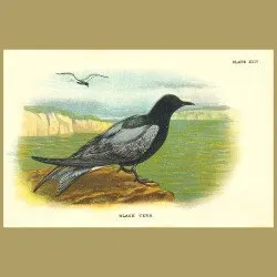 Black Tern