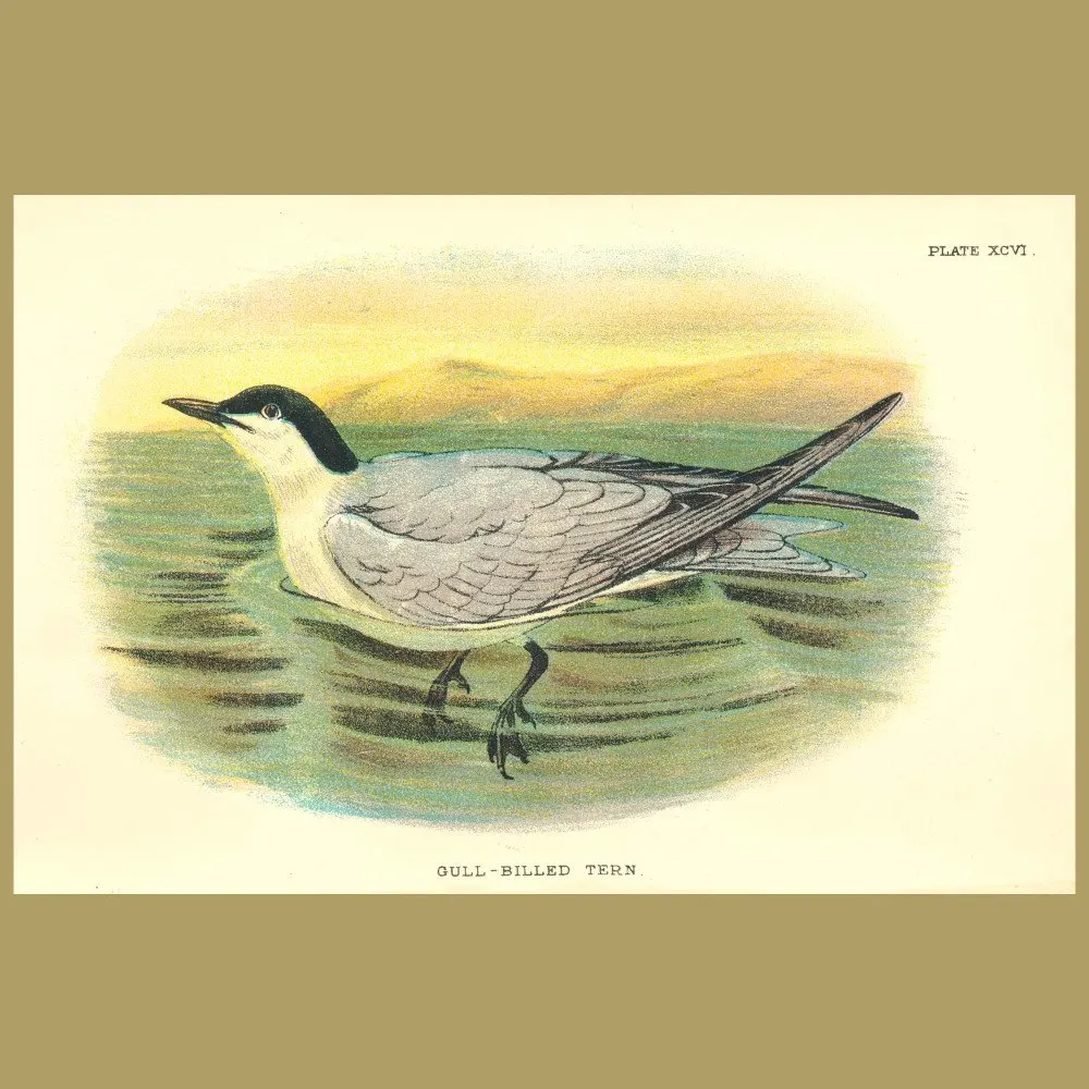 Antique print. Gull-billed Tern