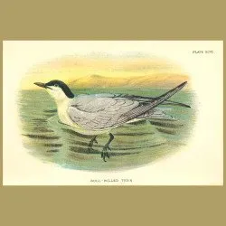 Gull-Billed Tern