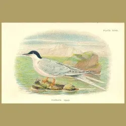 Roseate Tern