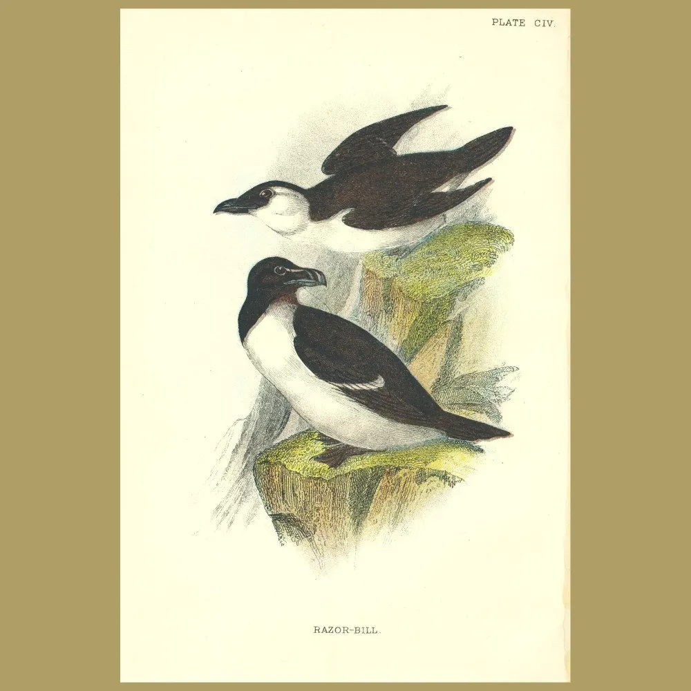 Antique print. Razor Bill
