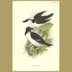 Razor Bill