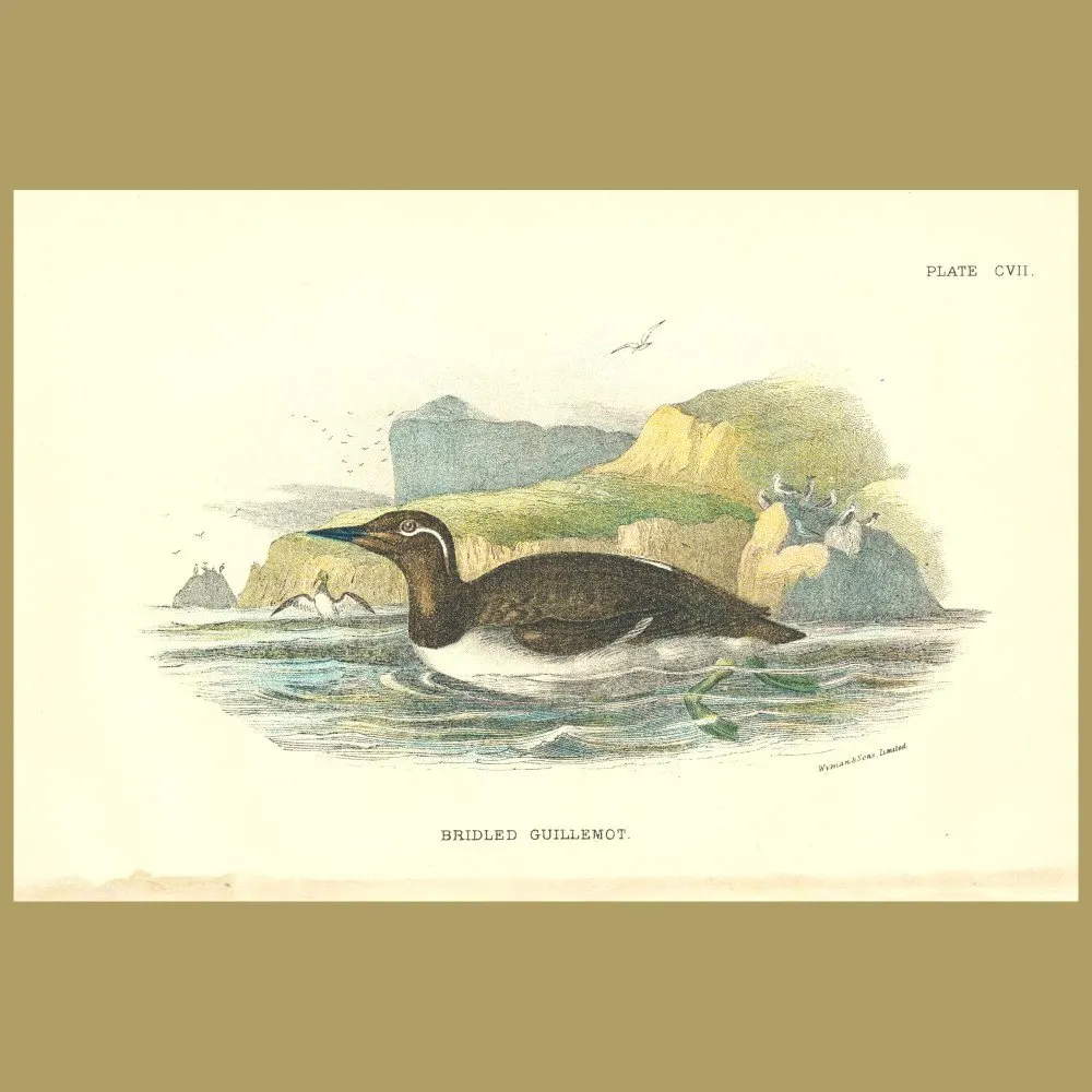 Antique print. Bridled Guillemot