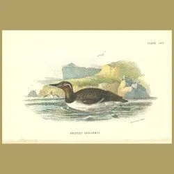 Bridled Guillemot