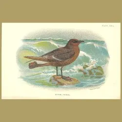 Stormy Petrel