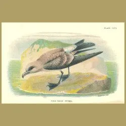 Fork-Tailed Petrel