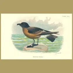 Madeira Petrel