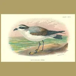 White-Bellied Petrel