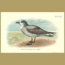 White-Throated Grey Petrel