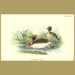 Sclavonian Grebe