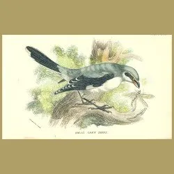 Grey Grey Shrike