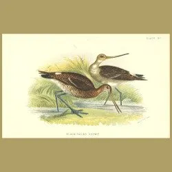 Black-tailed Godwit