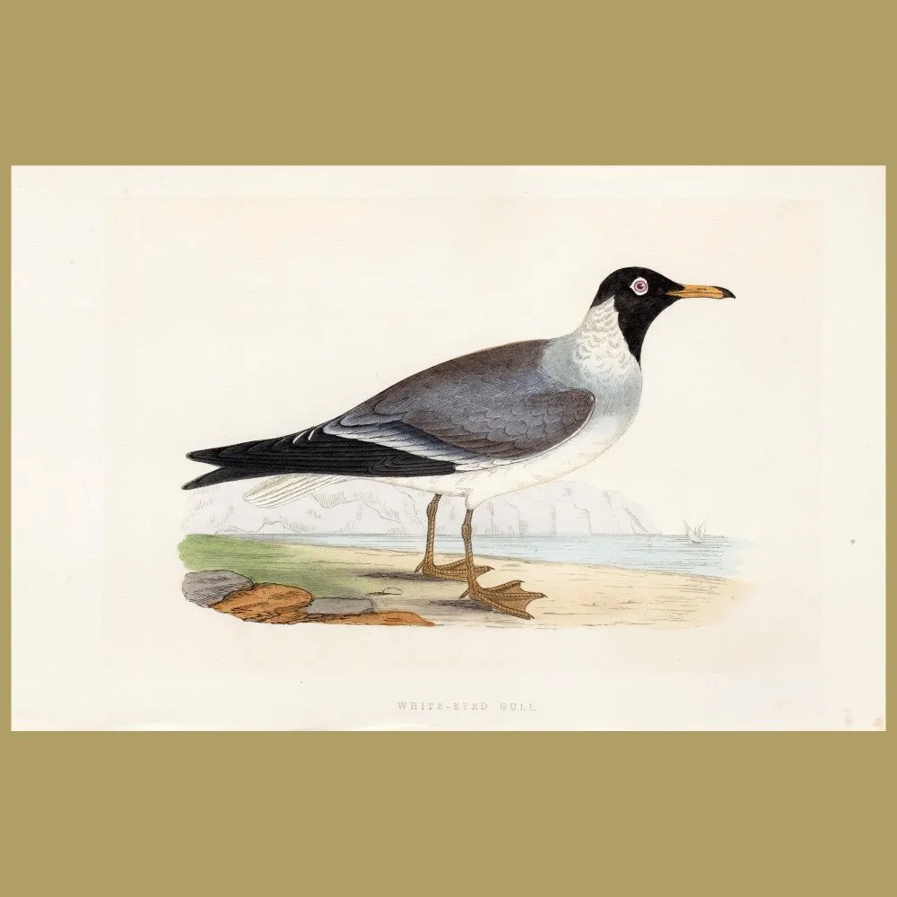 Antique print. White-eyed Gull