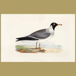 White-eyed Gull