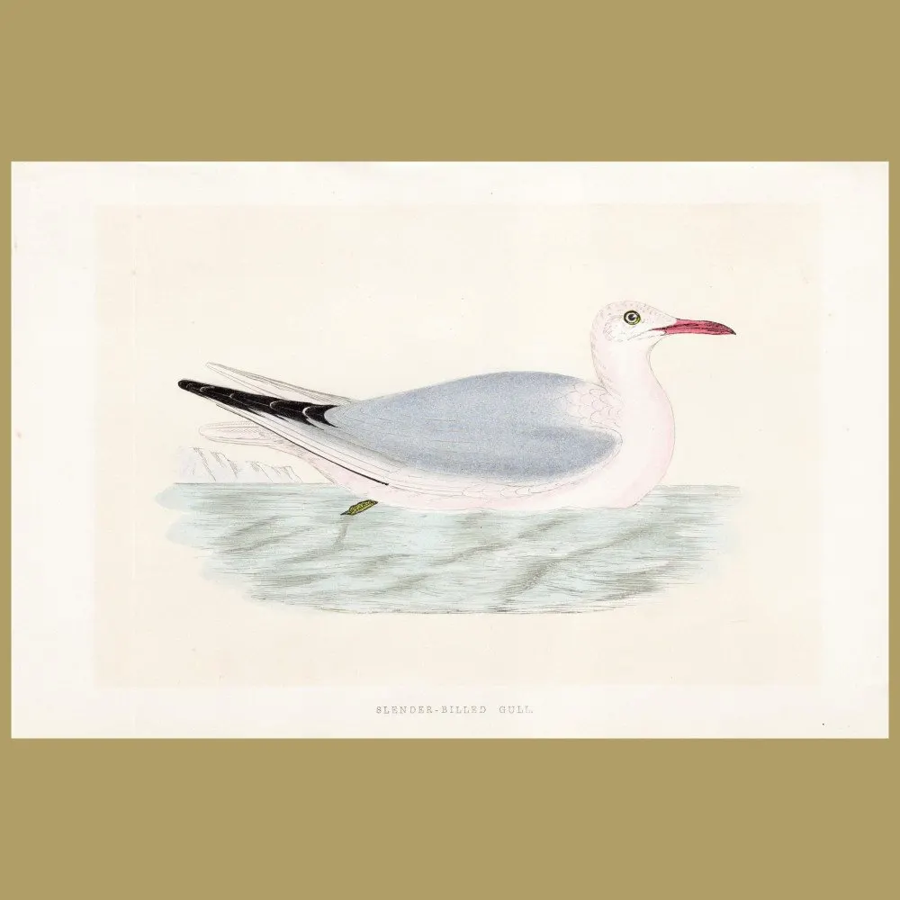 Antique print. Slender-billed Gull
