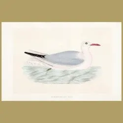 Slender-billed Gull