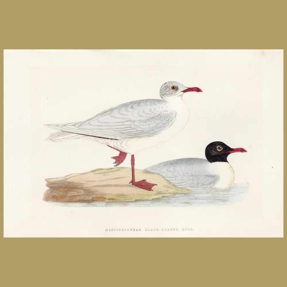 Antique print. Mediterranean Black-headed Gull