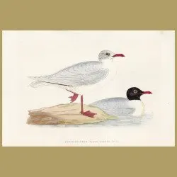 Mediterranean Black-headed Gull